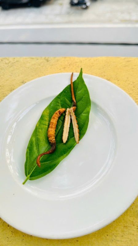 Đông trùng hạ thảo giả 