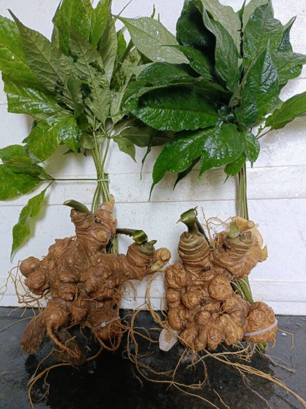 Sâm Lai Châu công nghiệp trồng tăng trọng