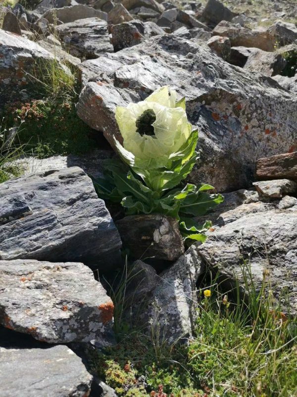 Thiên Sơn Tuyết Liên có thật không 