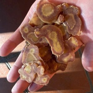 Bề mặt cắt khoanh lát sâm Lai Châu già chắt của Đông Trùng Minh Long