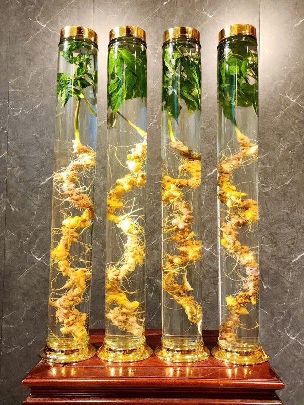 Sâm Lai Châu ngâm rượu 