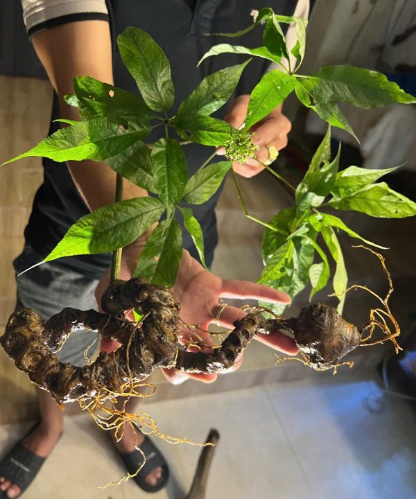 Sâm Lai Châu Rừng đẹp