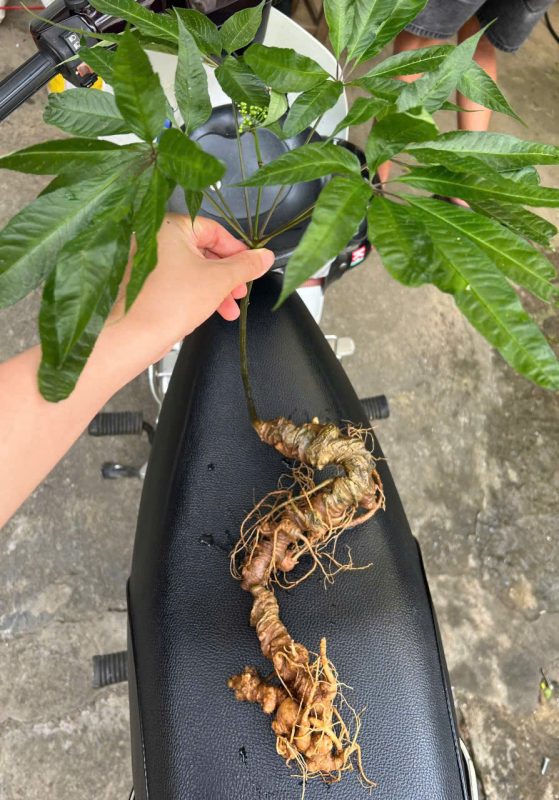 Sâm Ngọc Linh Lai Châu rừng 
