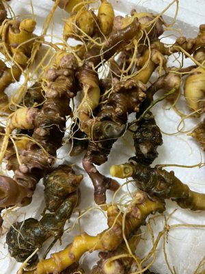 sâm Ngọc Linh và sức khỏe tim mạch