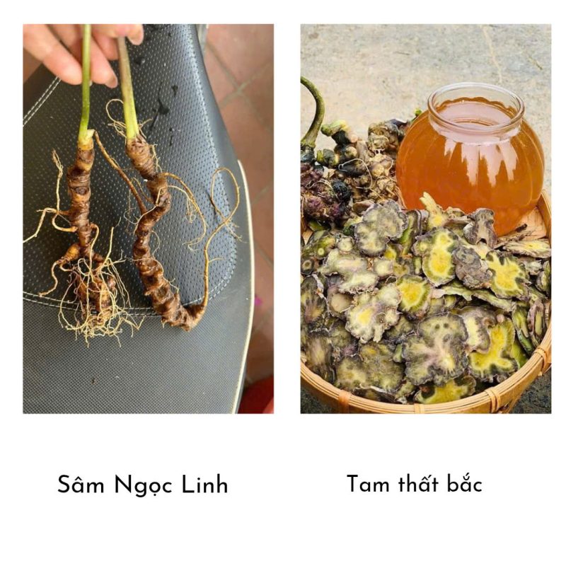 So sánh Sâm Ngọc Linh với Tam Thất Bắc