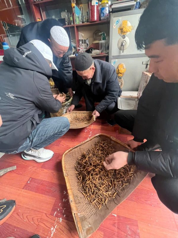 thu mua đông trùng hạ thảo Tây Tạng