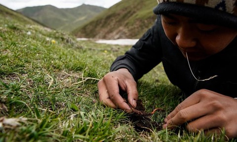 Đông Trùng Hạ Thảo được người dân trực tiếp thu hoạch