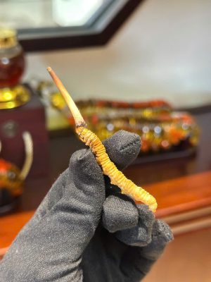 Đông trùng Hạ Thảo Tây Tạng hỗ trợ tốt cho người bệnh thận